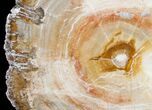 Beautiful Araucaria Petrified Wood Slice - #9583-1